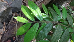 Diospyros pruriens