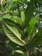 Diospyros pruriens