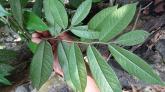 Diospyros pruriens