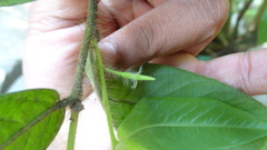 Diospyros pruriens