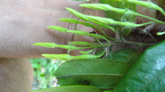 Diospyros pruriens