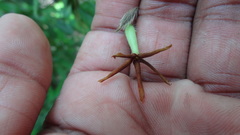 Diospyros pruriens