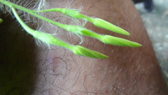 Diospyros pruriens