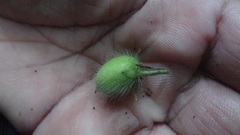 Diospyros pruriens
