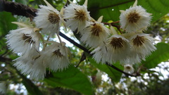 Elaeocarpus tuberculatus