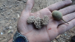 Elaeocarpus tuberculatus