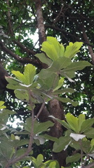 Elaeocarpus tuberculatus