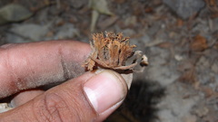 Elaeocarpus tuberculatus