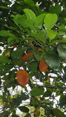 Elaeocarpus tuberculatus