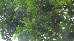 Elaeocarpus tuberculatus