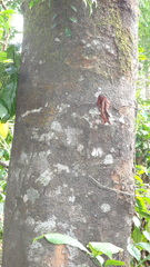 Elaeocarpus tuberculatus