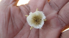 Elaeocarpus tuberculatus