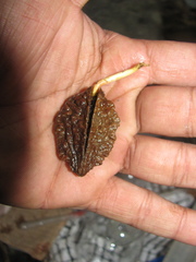 Elaeocarpus tuberculatus