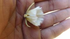 Elaeocarpus tuberculatus