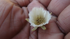 Elaeocarpus tuberculatus