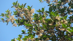 Elaeocarpus tuberculatus