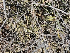 Rhamnus erythroxyloides