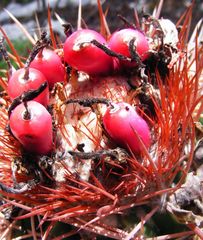 Melocactus caroli-linnaei