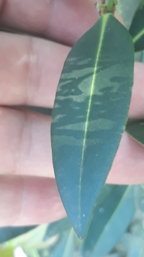 Myrcia oblongata, photograph 2