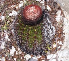 Melocactus caroli-linnaei
