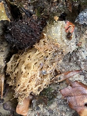 Calostoma ravenelii ravenelii