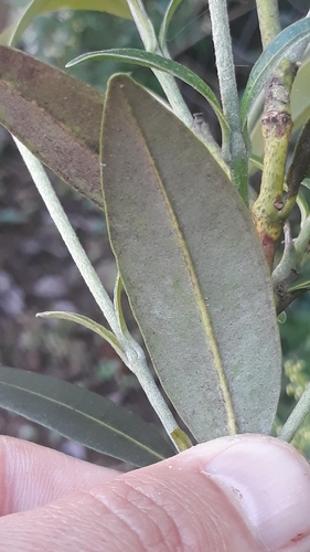 Myrcia oblongata, photograph 3