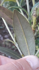 Myrcia oblongata, photograph (c) Edson Luis Fabro Gasperin, some rights reserved (CC BY-SA)