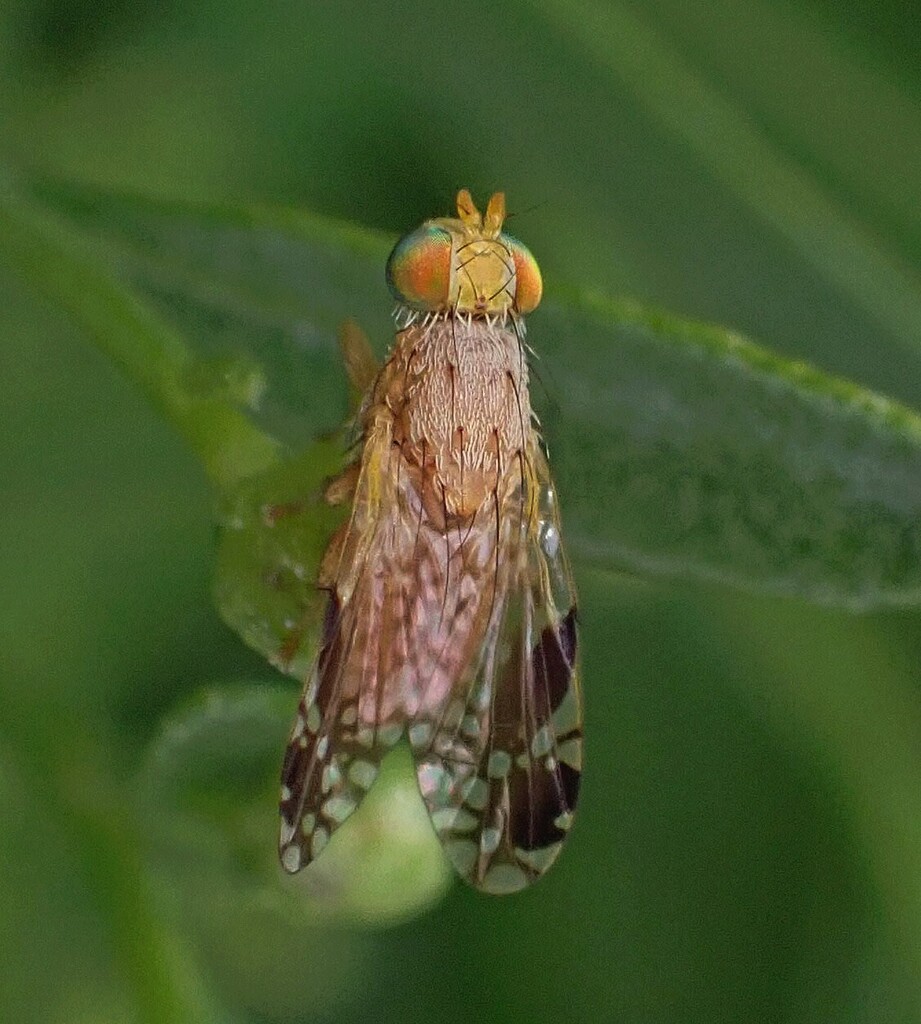 Tephritis subpura