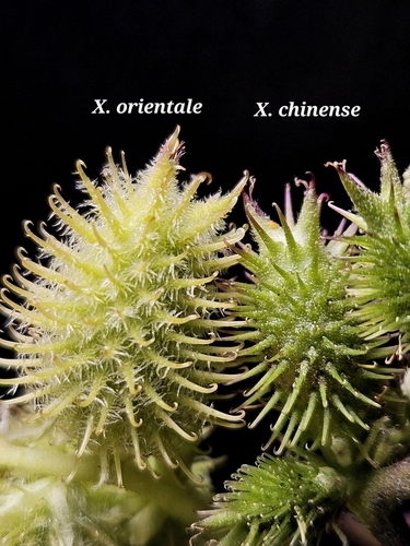 Xanthium orientale iNat (3)