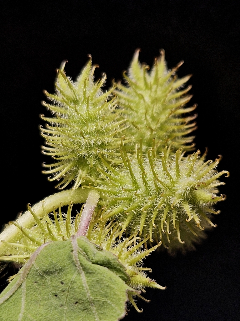 Xanthium