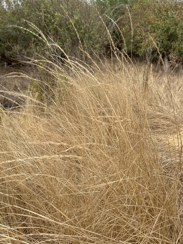 Creeping Wildrye winter