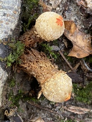 Calostoma ravenelii ravenelii