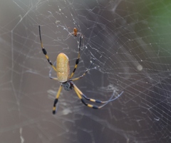 Trichonephila clavipes image