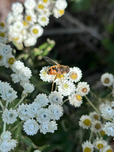 Unknown species found near King County, US-WA, US