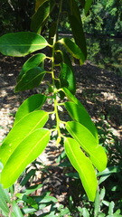 Diospyros malabarica