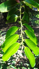 Diospyros malabarica