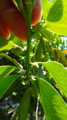 Diospyros malabarica