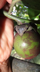 Diospyros malabarica