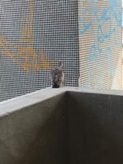 Columba guinea