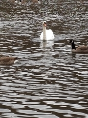 Cygnus olor