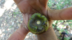 Diospyros malabarica