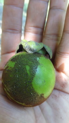 Diospyros malabarica