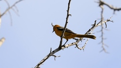 Icterus auratus