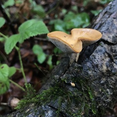 Polyporus mcmurphyi
