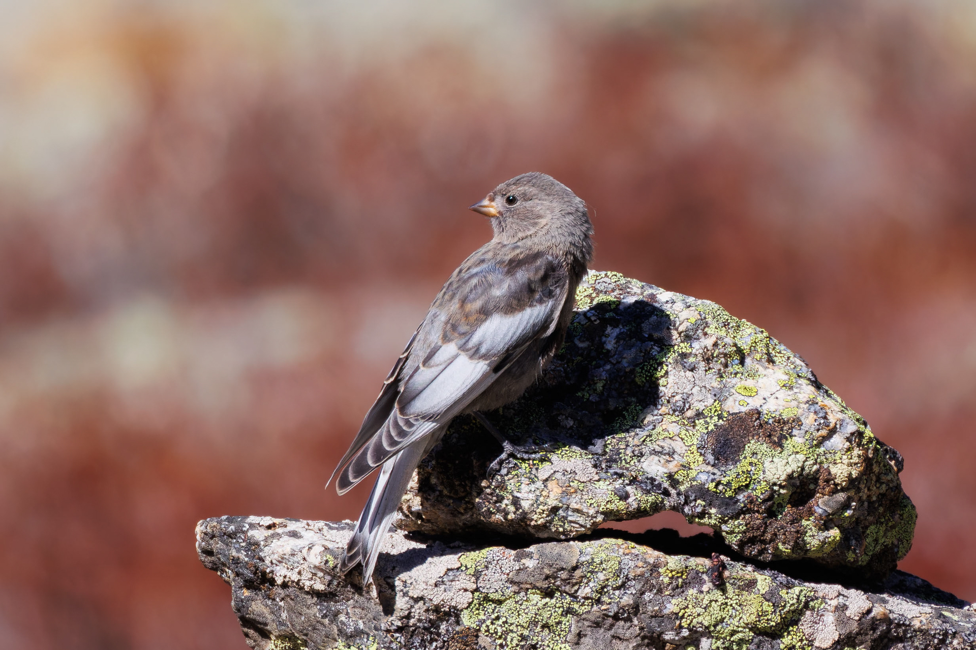 Asian Rosy Finch (Leucosticte arctoa), photo 3