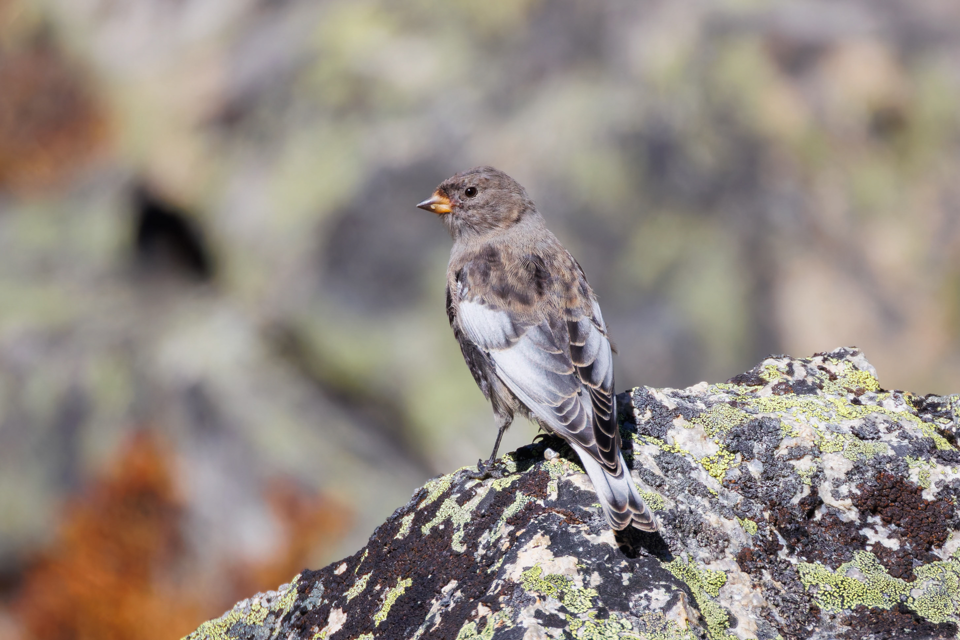Asian Rosy Finch (Leucosticte arctoa), photo 4