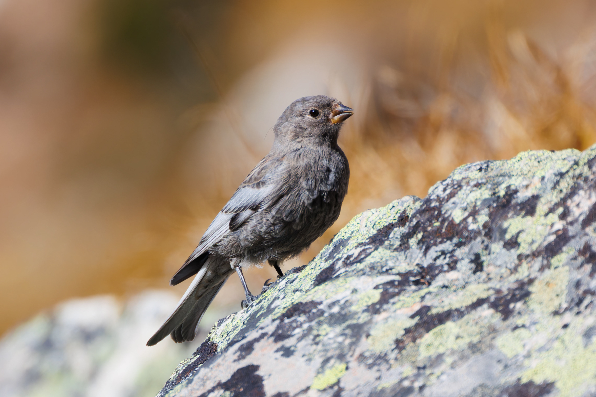 Asian Rosy Finch (Leucosticte arctoa), photo 8