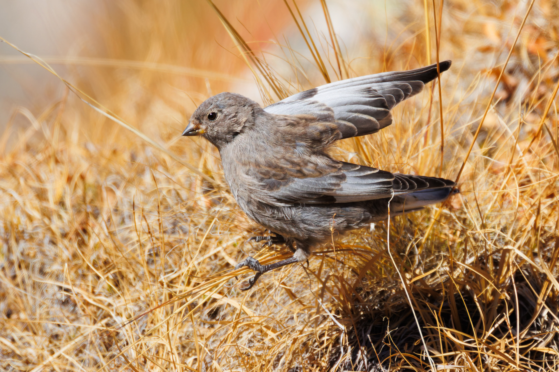 Asian Rosy Finch (Leucosticte arctoa), photo 9