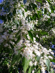 Blepharocalyx salicifolius