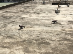 Columba guinea